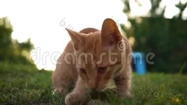 一只可爱有趣的红色小猫是由一块鹅卵石在房子入口处附近的草地上玩的。 跑开了。 模糊的背景